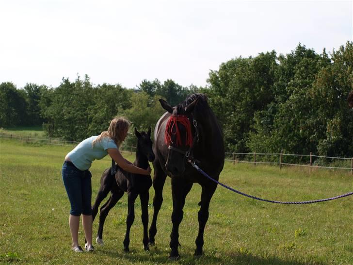 Dansk Varmblod Woopi Ask R.I.P - Woopi skal lige holde øje med hvad vi laver ved hendes dreng :-) billede 15