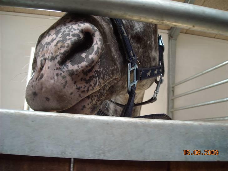 Appaloosa Benno  Solgt :'(  <3 billede 4