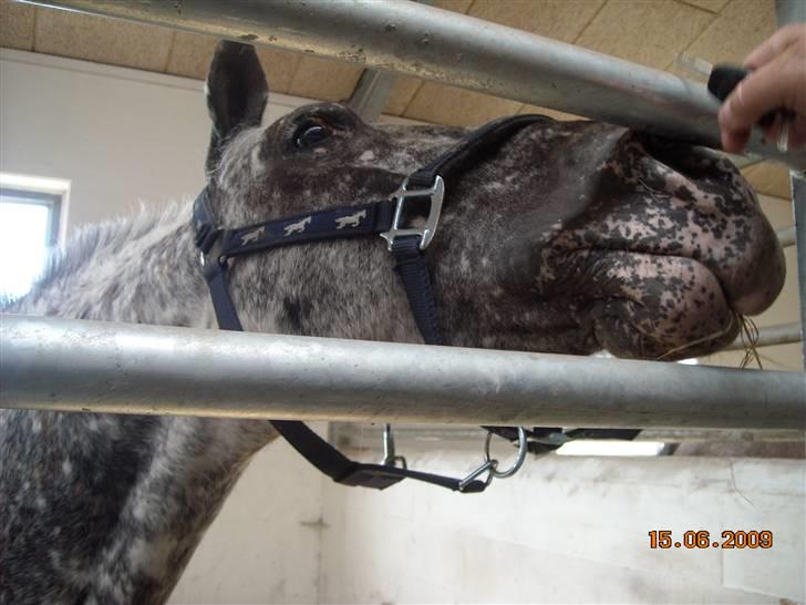 Appaloosa Benno  Solgt :'(  <3 billede 5