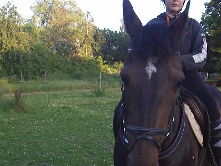 Anden særlig race Elin Starfish / Mille - Mille der kom lidt for tæt på xD Men det blev da meget godt ?? billede 2