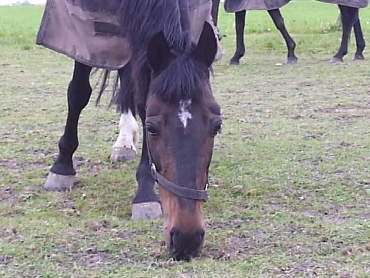 Anden særlig race Elin Starfish / Mille - Uhhh græs, namenam ! billede 7