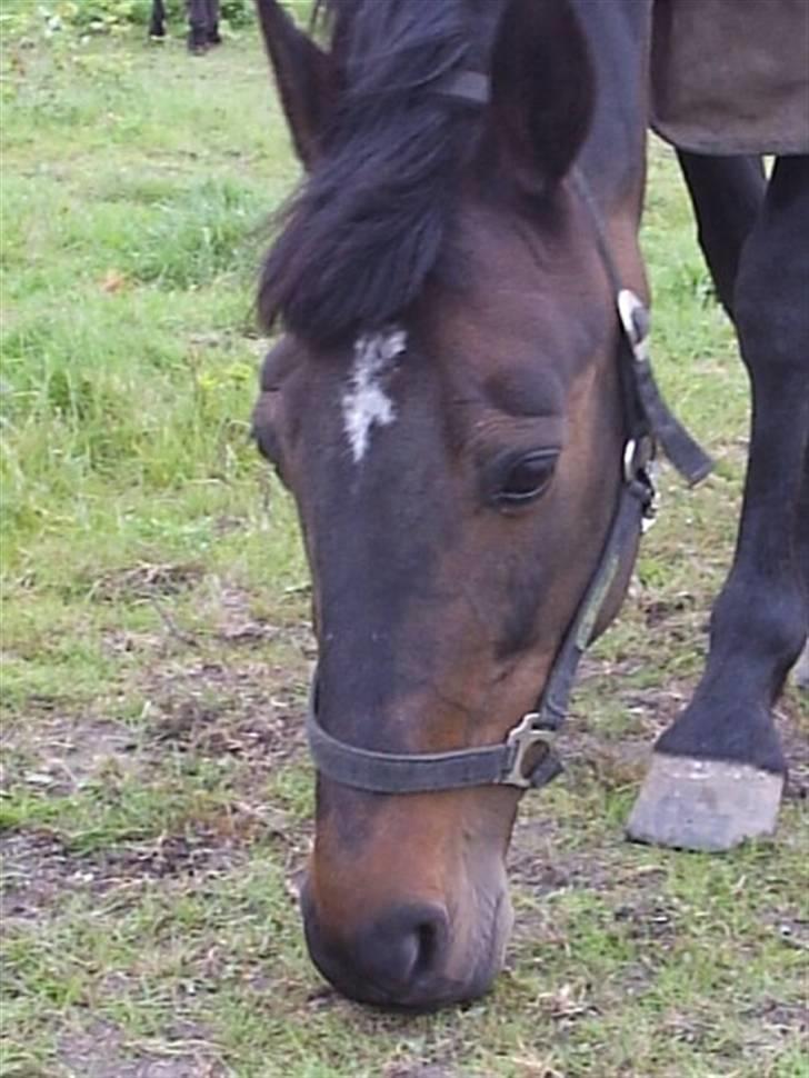 Anden særlig race Elin Starfish / Mille - Mille der ikke har lært at man skal åbne munden for at spise :P billede 8