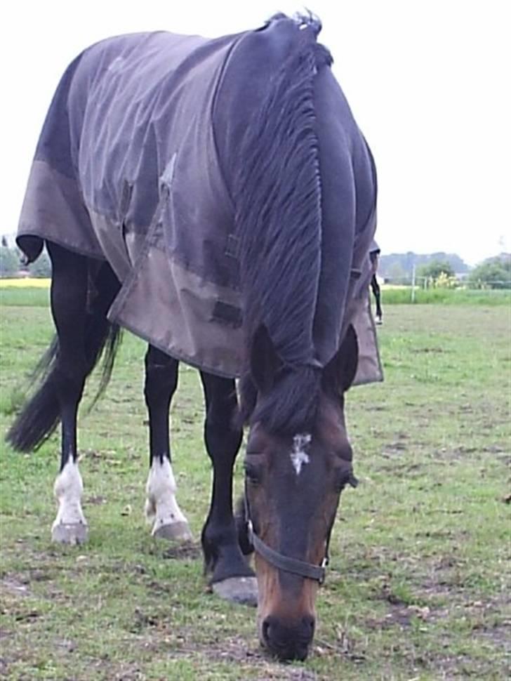 Anden særlig race Elin Starfish / Mille - Mille med et lidt for stort regndækken 8D billede 9