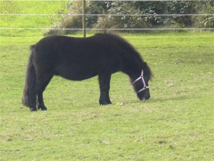 Shetlænder Ina Højgaard * SOLGT * billede 1