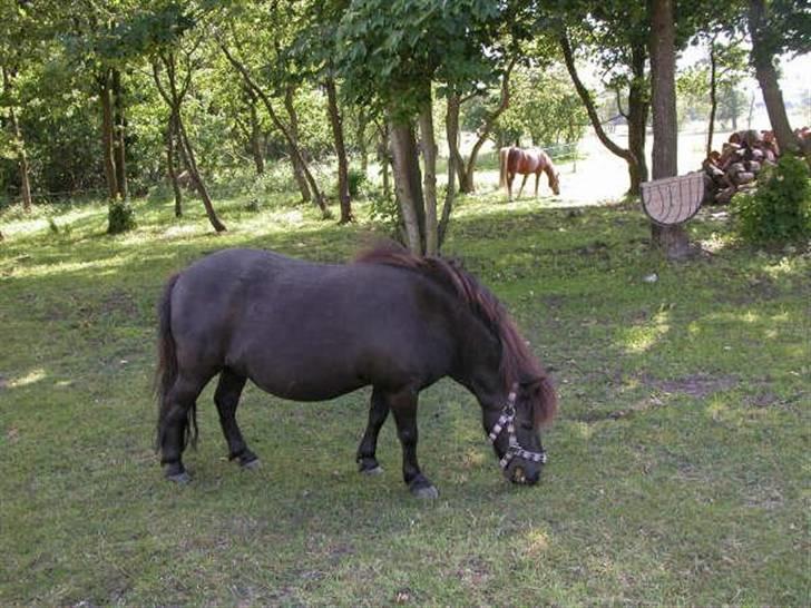 Shetlænder Ina Højgaard * SOLGT * billede 2