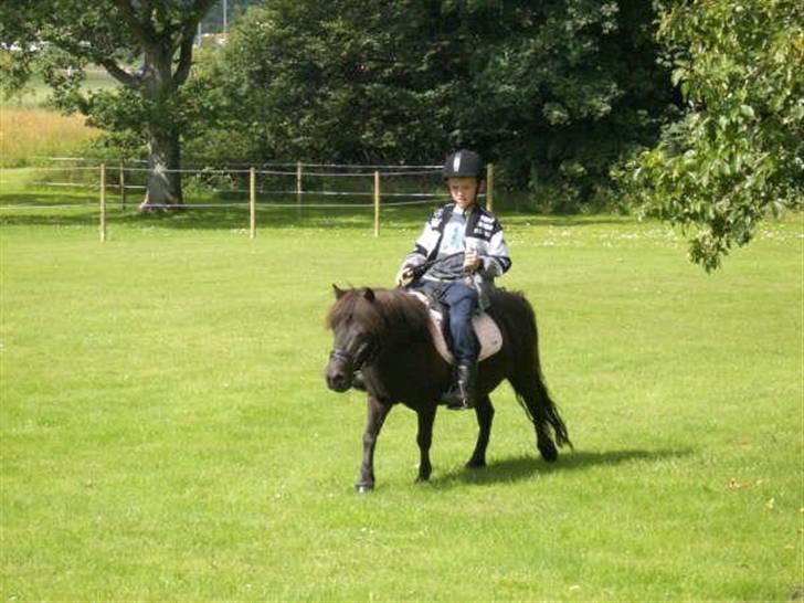 Shetlænder Ina Højgaard * SOLGT * billede 3