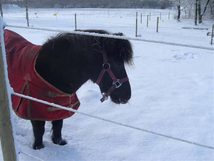 Shetlænder Ina Højgaard * SOLGT * billede 4