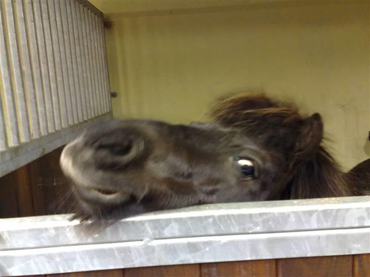 Shetlænder Ina Højgaard * SOLGT * billede 5