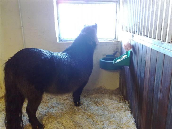 Shetlænder Ina Højgaard * SOLGT * billede 6