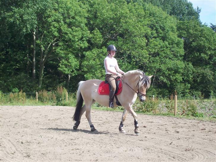 Fjordhest Skarre's Anemone - Dressur. hun er kun 4 år. her har hun kan været i ridnign i 2 mdr...  billede 12