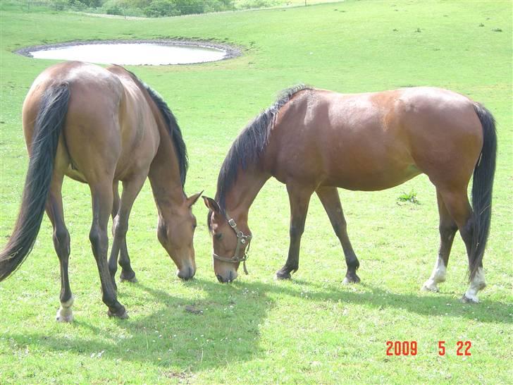 Dansk Varmblod Beise   billede 11