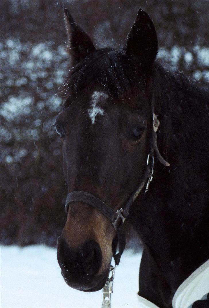 Anden særlig race Elin Starfish / Mille - Et kamara ! Tager det billeder ?? billede 11