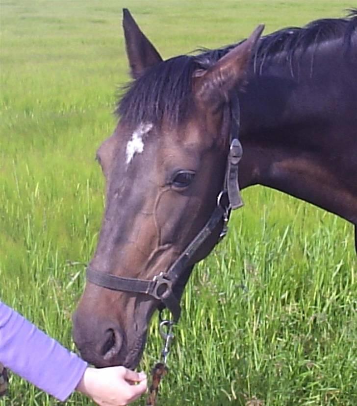 Anden særlig race Elin Starfish / Mille - En godbid, til mig ?? billede 12