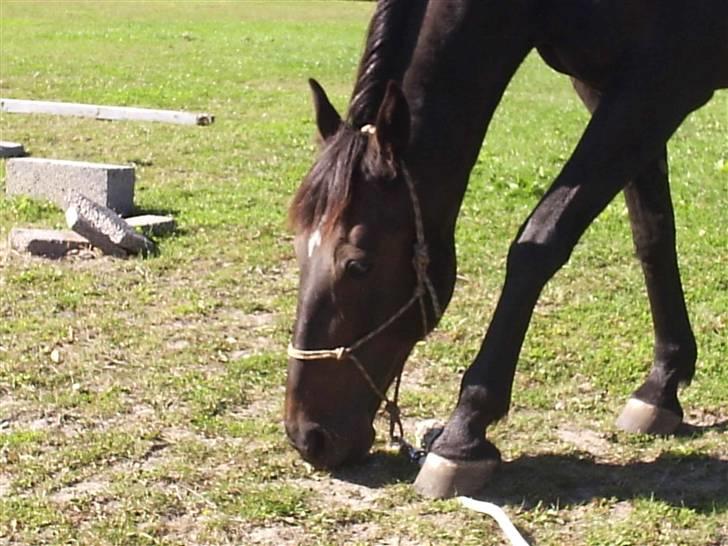 Anden særlig race Elin Starfish / Mille - Tøssen der æder græs efter lidt horse man ship :D billede 13