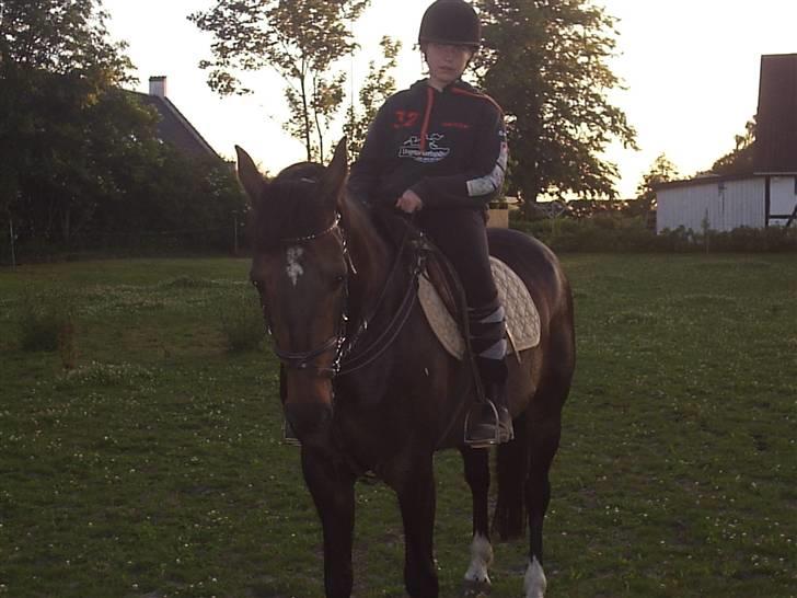 Anden særlig race Elin Starfish / Mille - Ridning. billede 14