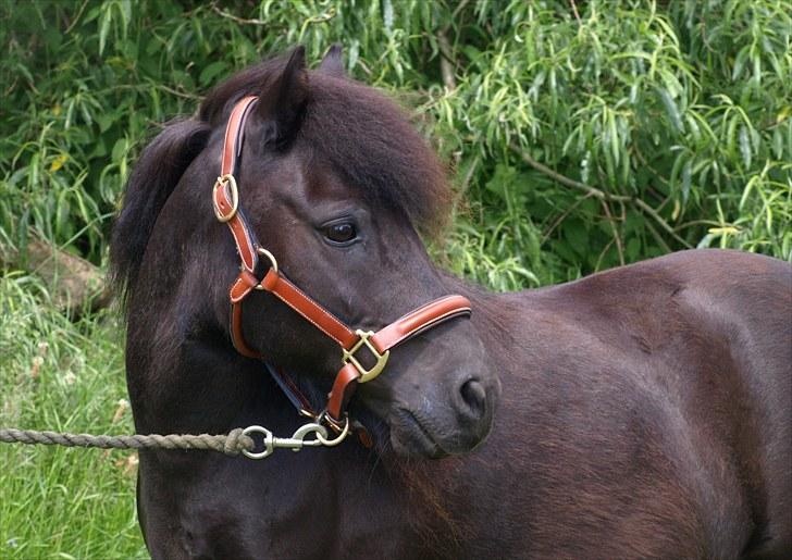 Shetlænder |Madsen| - passer. - {1} - velkommen til Madsen. billede 1
