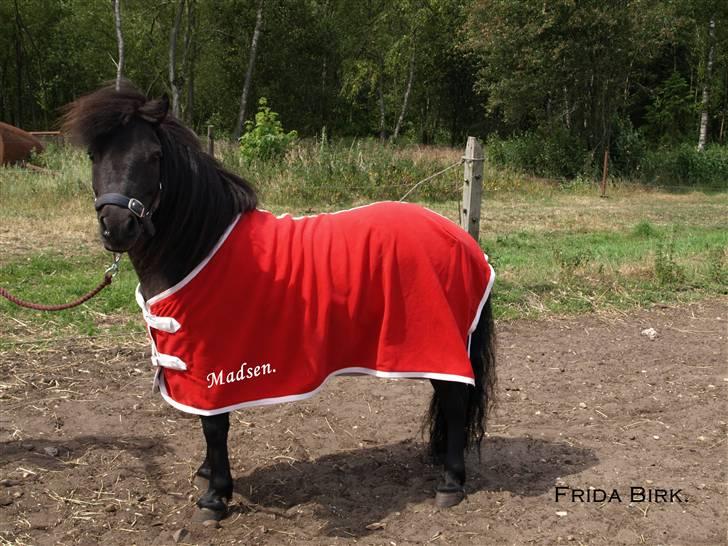 Shetlænder |Madsen| - passer. - {2} - smukke.  28-06-2009. billede 2