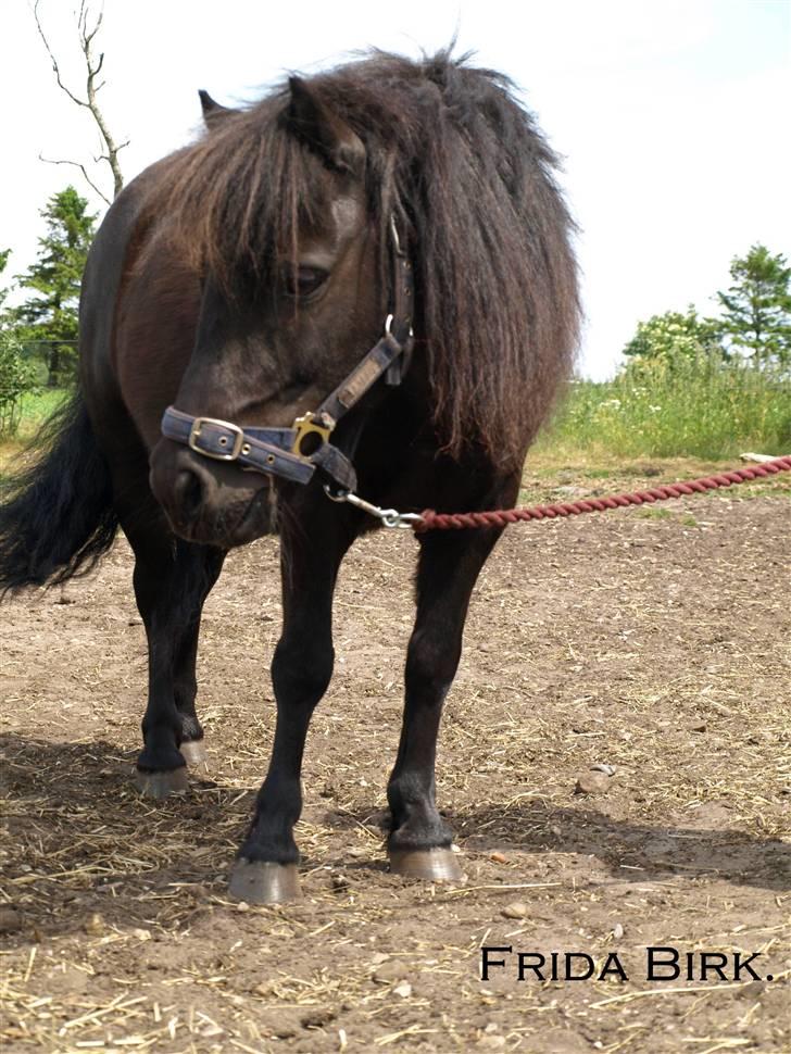Shetlænder |Madsen| - passer. - {3} - Madsen. billede 3