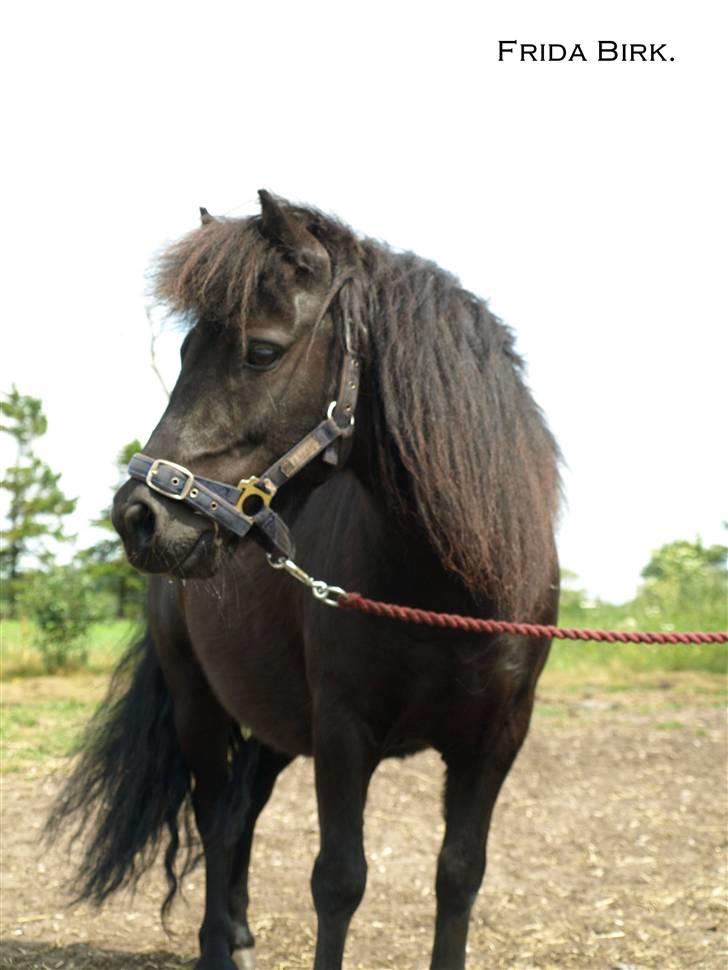 Shetlænder |Madsen| - passer. - {4} - jeg elsker dig . fotograf : frida. billede 4