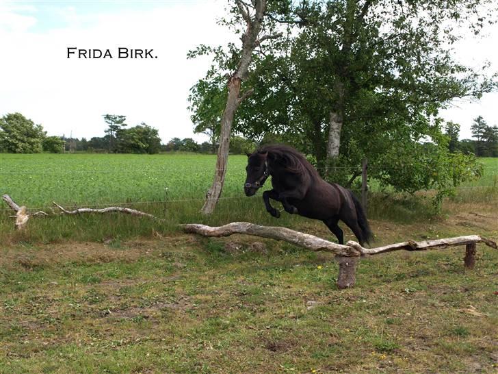 Shetlænder |Madsen| - passer. - {5} - 2. gang han springer. ca. 40 ? 8). billede 5