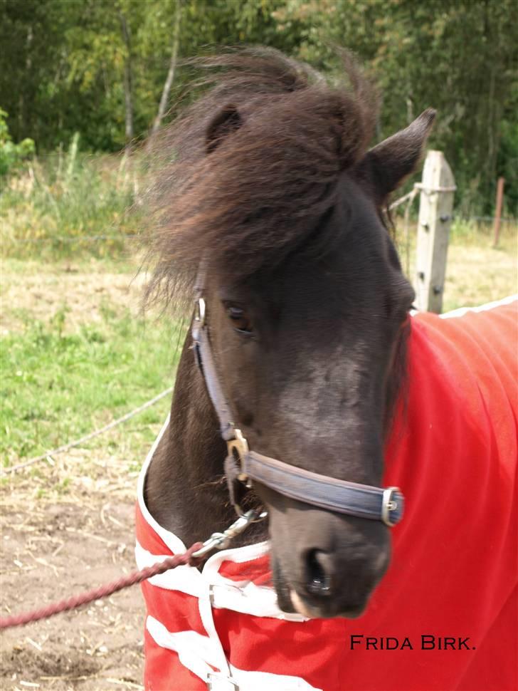 Shetlænder |Madsen| - passer. - {6} -  billede 6