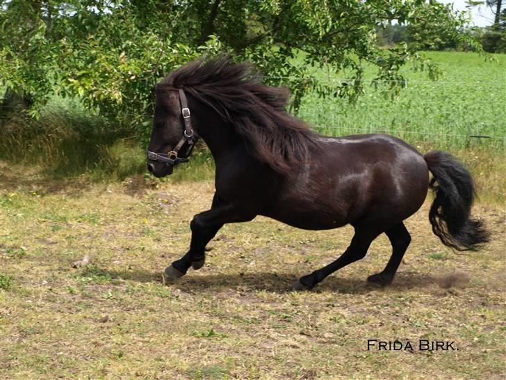 Shetlænder |Madsen| - passer. - {7} - galop.  billede 7