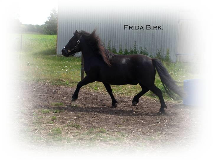 Shetlænder |Madsen| - passer. - {8} - smuk trav ! billede 8