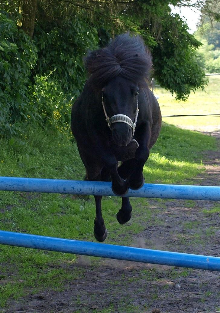 Shetlænder |Madsen| - passer. - {9} NYT* - løsspringning :-) billede 9