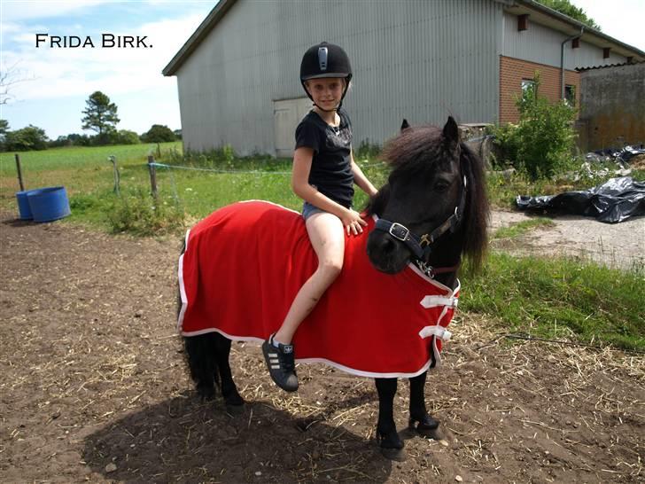 Shetlænder |Madsen| - passer. - {10} - frida&madsen. fotograf: monica. billede 10