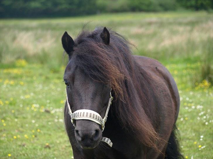 Shetlænder |Madsen| - passer. - {11}  skønne madsen i; billede 11