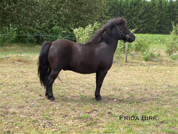 Shetlænder |Madsen| - passer. - {12} - parade. billede 12