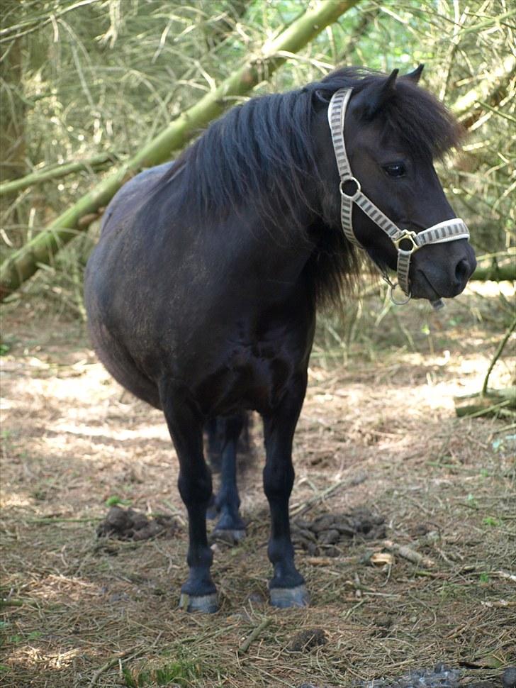 Shetlænder |Madsen| - passer. - {13}  NYT** billede 13