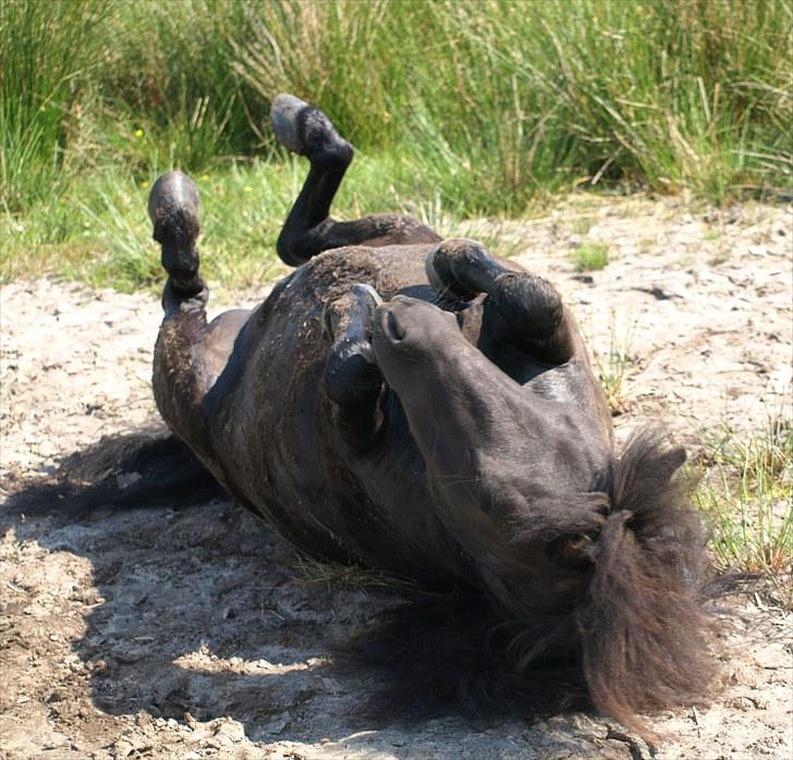 Shetlænder |Madsen| - passer. - {14} NYT* billede 14