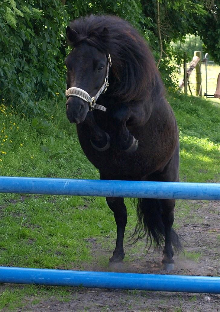 Shetlænder |Madsen| - passer. - {15} NYT* - løsspringning :´D  billede 15