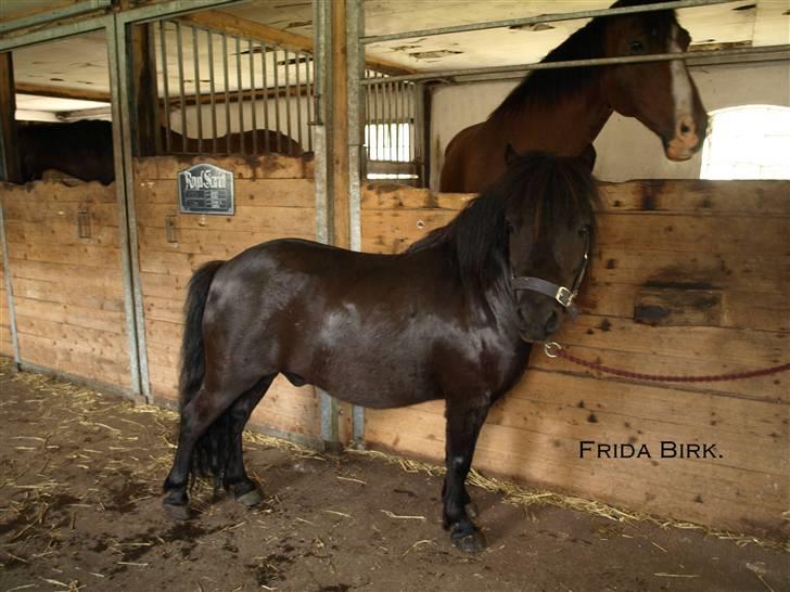 Shetlænder |Madsen| - passer. - {16} - efter badning. billede 16