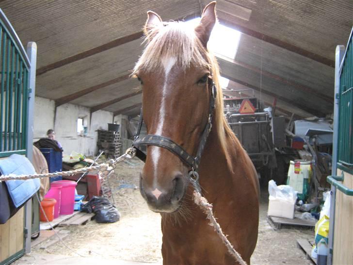 Oldenborg TICHO(passer) - Ticho på stald gangen:) billede 11