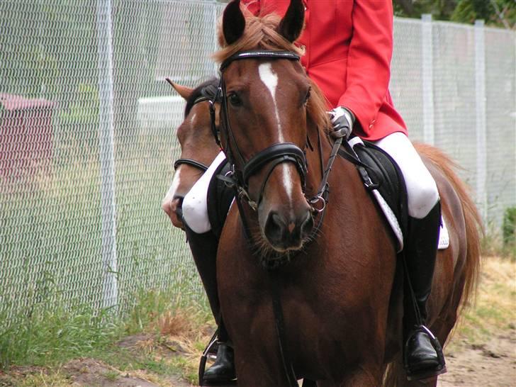 Oldenborg TICHO(passer) billede 12