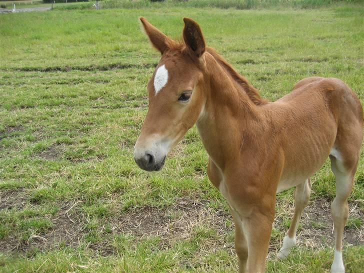 Anden særlig race  Talina Rose *SOLGT*<3 billede 1