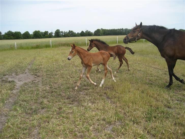 Anden særlig race  Talina Rose *SOLGT*<3 billede 3