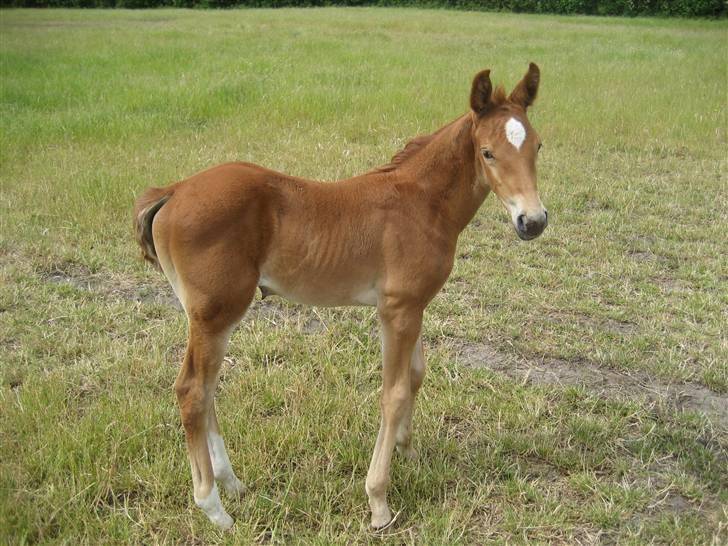 Anden særlig race  Talina Rose *SOLGT*<3 billede 4