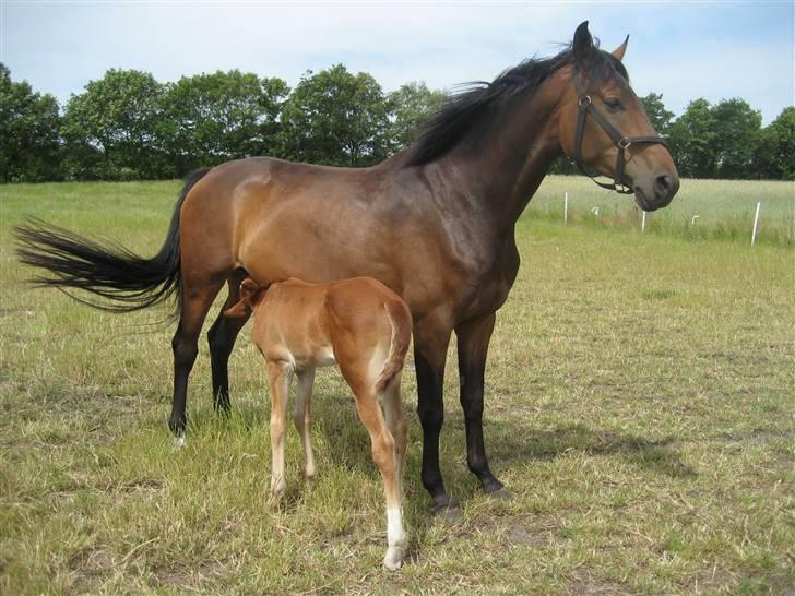 Anden særlig race  Talina Rose *SOLGT*<3 billede 6