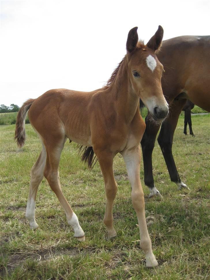 Anden særlig race  Talina Rose *SOLGT*<3 billede 8