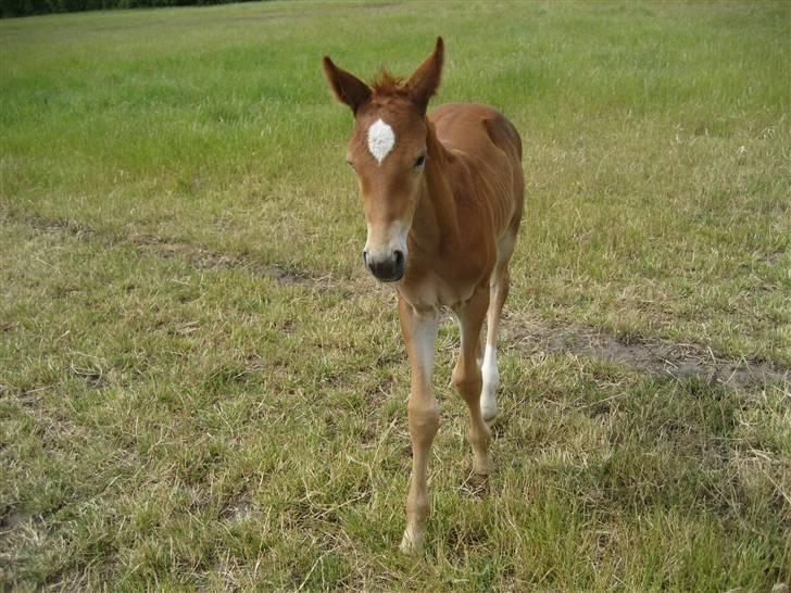 Anden særlig race  Talina Rose *SOLGT*<3 billede 9