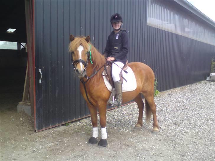 Anden særlig race Bobby Solgt - Til stævne efter vi har redet.. Clear round fejlfri :D billede 7