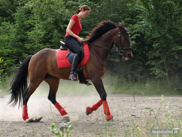 Traver Gigi Samich - Dressur træning sommer 2009 billedet er taget af Pernille billede 18