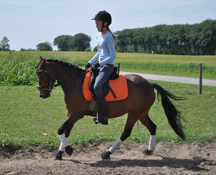 New Forest Rolighedens Paprika SOLGT billede 7