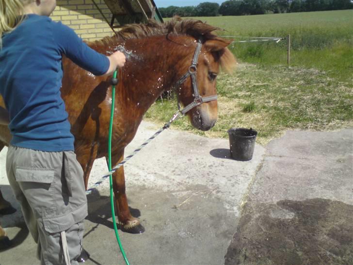 Anden særlig race Bobby Solgt - Tager bad inden stævne :D billede 8