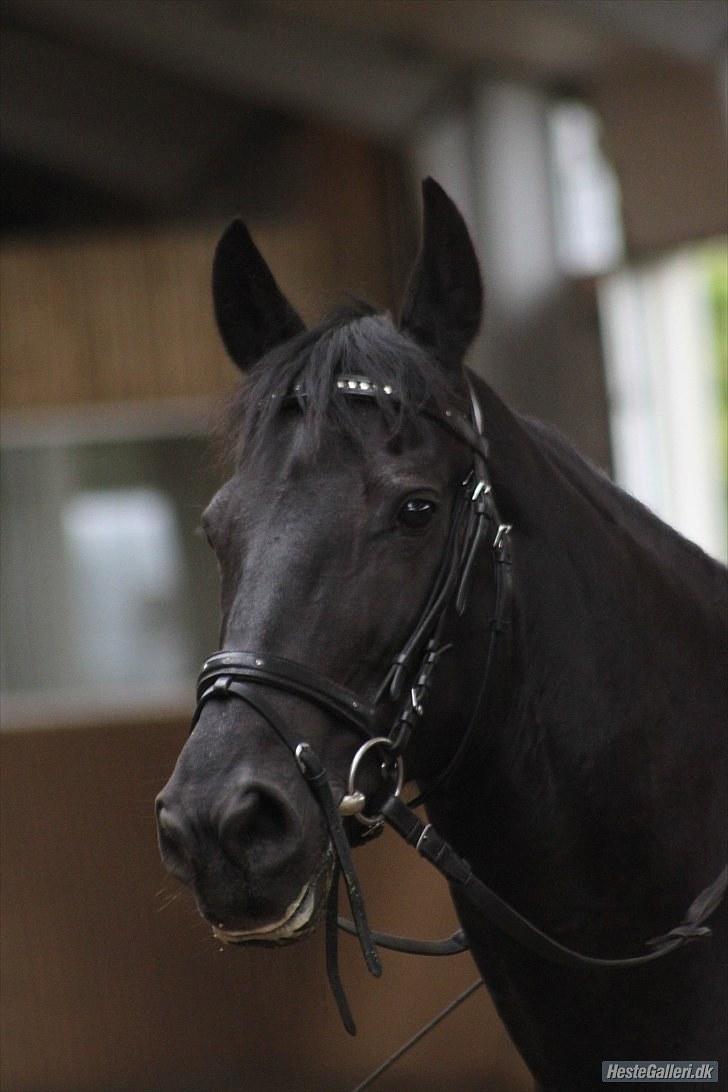 Anden særlig race Pipa<3 - Smukke smukke pipa. kaldt pip. billede 1