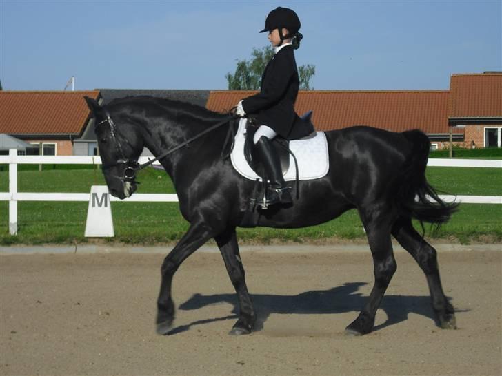 Anden særlig race Pipa<3 - Kæft hvor går hun godt. mig der rider til stævne i augr LD2 vandt en 1 plads med 66,12% billede 2