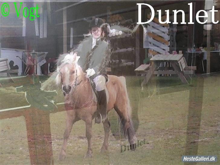 Anden særlig race Dunlet(har redet)<3<'3<3 billede 14